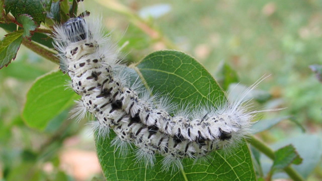 Số lượng giun là bao nhiêu? Nằm mơ thấy con Sâu đánh số mấy? Điềm báo gì?