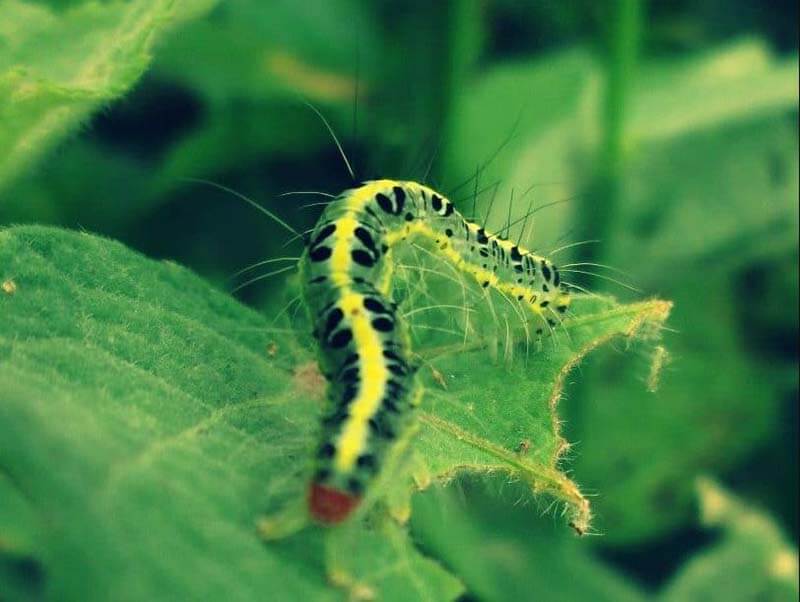 Mơ Thấy Con Sâu Số Mấy? Đánh Con Gì Chuẩn Xác Nhất - welcomehuntersla.com