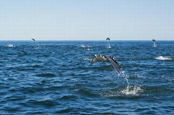 Nằm Mơ Thấy Cá Biết Bay Đánh Con Gì & Giải Mã Điềm Báo