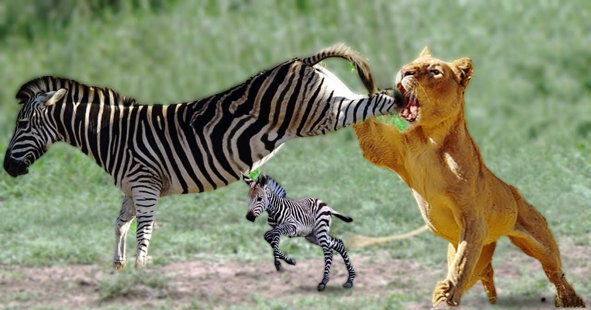 Cứu con, ngựa vằn đá vào miệng sư tử | Tin tức thị trường chứng khoán nhanh