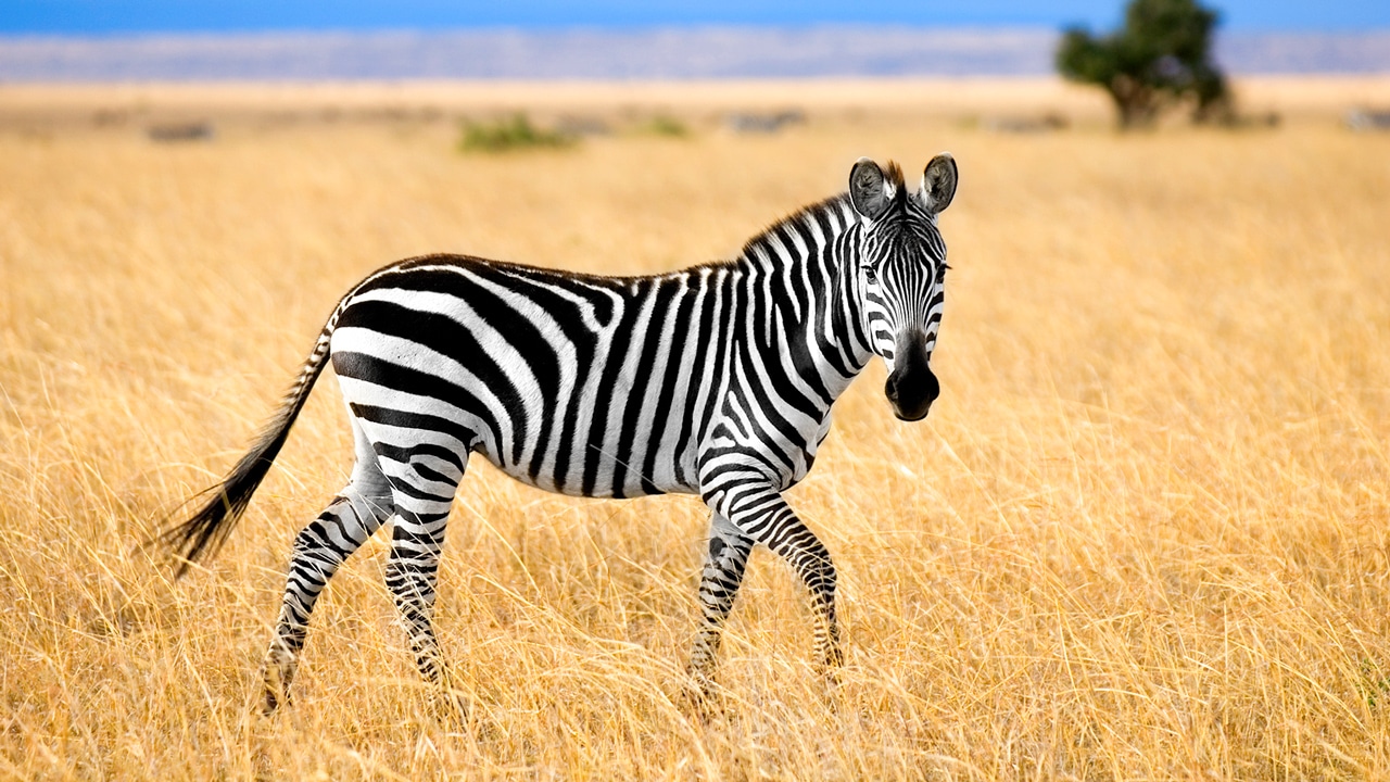 Ngựa vằn ăn gì? Và ngược lại, loài nào ăn thịt ngựa vằn?