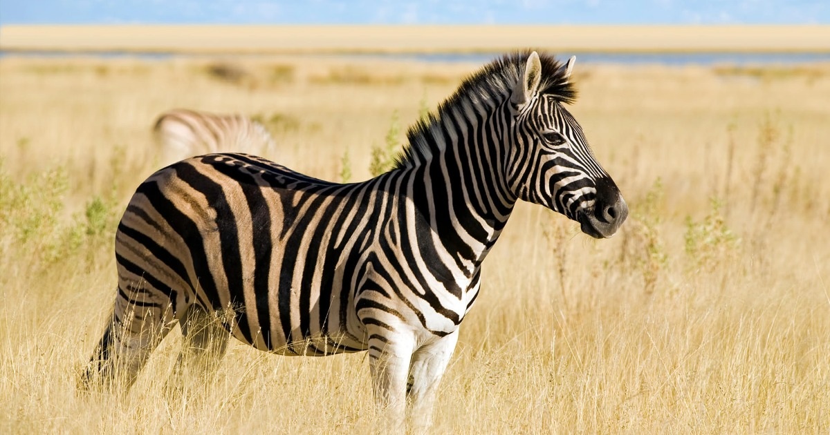 Khám phá thêm tác dụng bất ngờ của sọc đen trên da ngựa vằn | Tạp chí Dân Trí