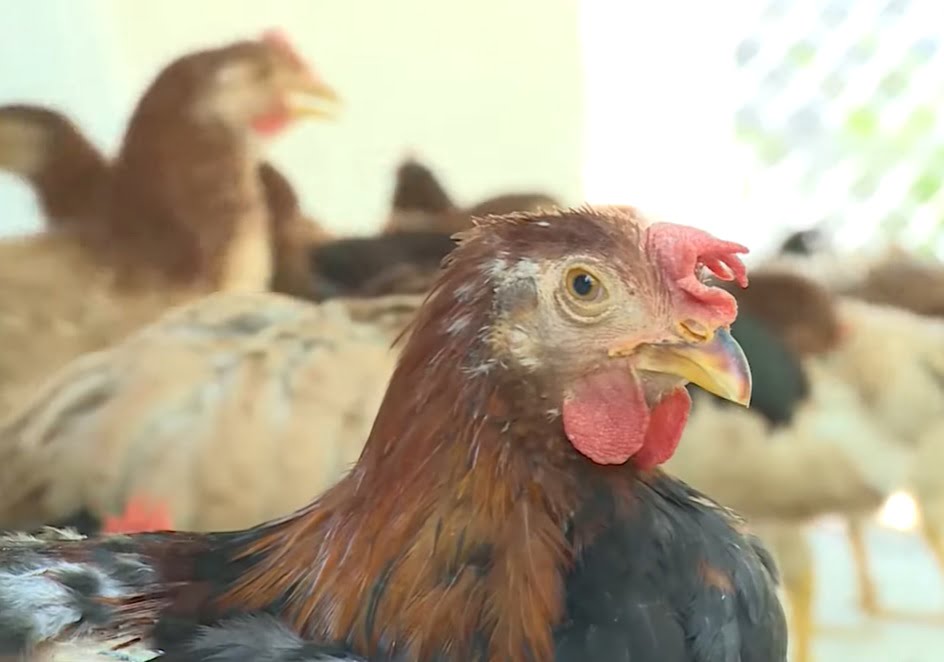 Phòng ngừa & điều trị bệnh Ort ở gà - Niên Giám Nông Nghiệp