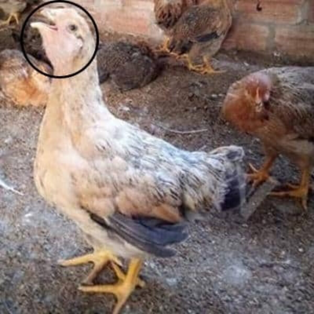 Bệnh ORT trên gà - Nguyên nhân và cách điều trị