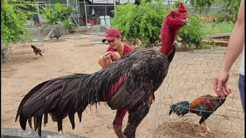 Làm thế nào để giúp gà non mọc lông nhanh? Cách Cho Gà Lông Sáng Bóng - Thế Giới Chọi Gà