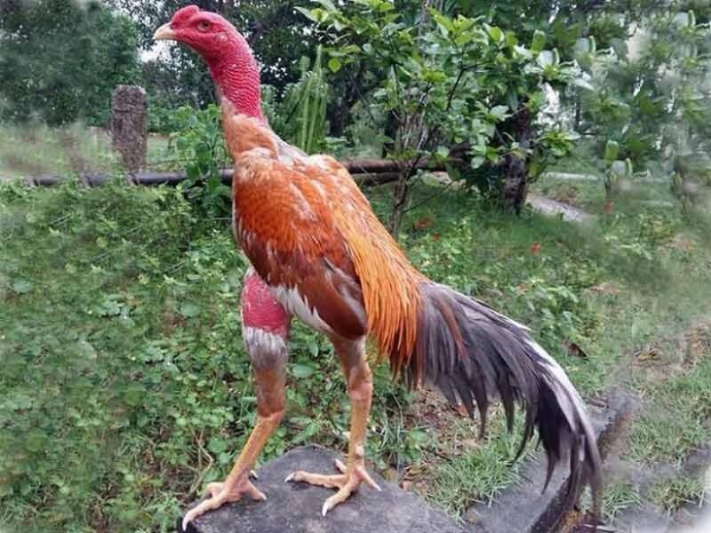 Làm thế nào để giúp gà non mọc lông nhanh? Cách Cho Gà Lông Sáng Bóng - Thế Giới Chọi Gà