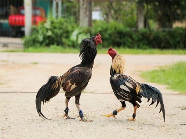 Đá gà cựa sắt là gì? Tìm hiểu hình thức đá gà cựa sắt | Rooster, Chicken games, Busted