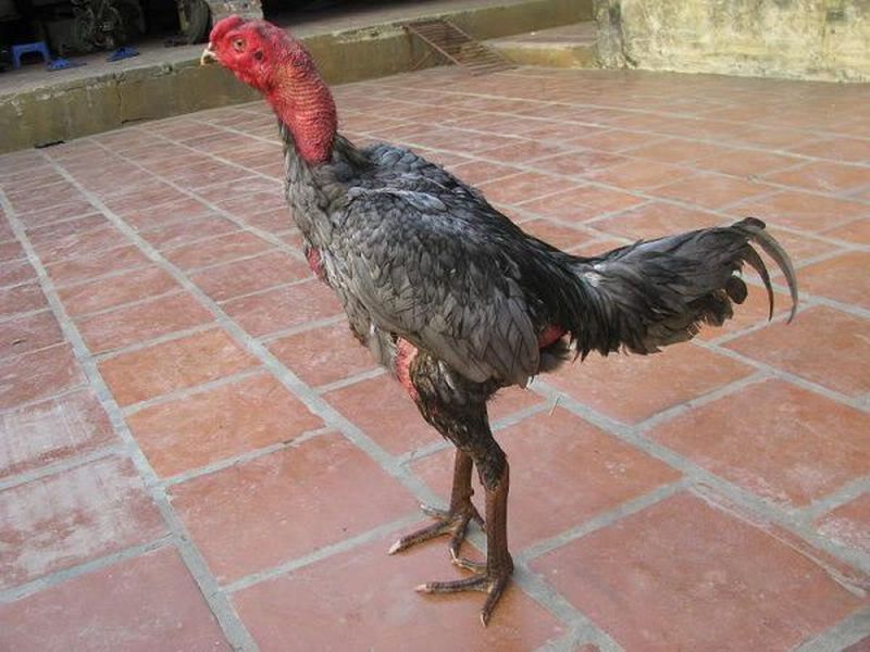Gà Bắc Kon – Đặc Điểm Nổi Bật Của Gà Tây Sơn – Thế Giới Đá Gà