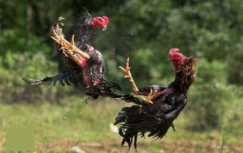 Gà Bắc Kon – Đặc Điểm Nổi Bật Của Gà Tây Sơn – Thế Giới Đá Gà