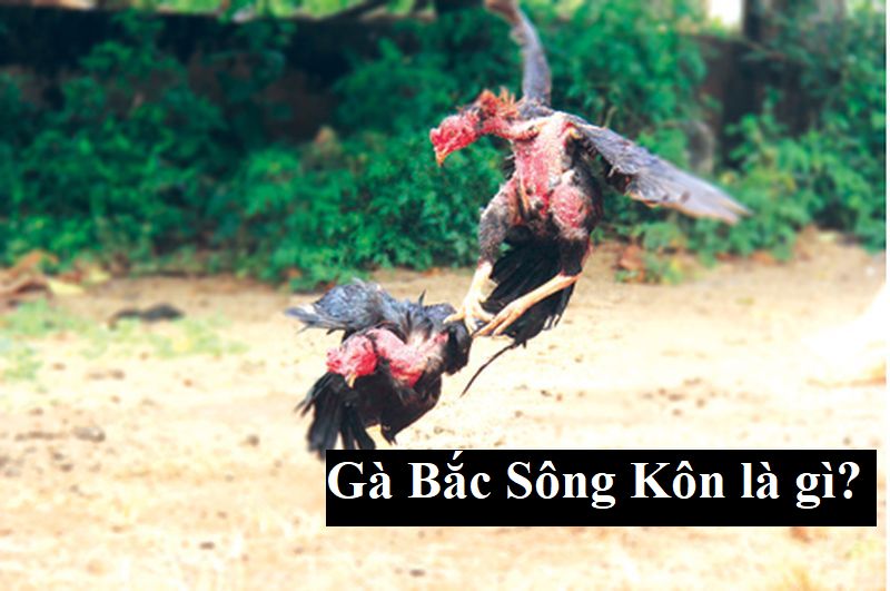Gà Bắc Kon – Đặc Điểm Nổi Bật Của Gà Tây Sơn – Thế Giới Đá Gà