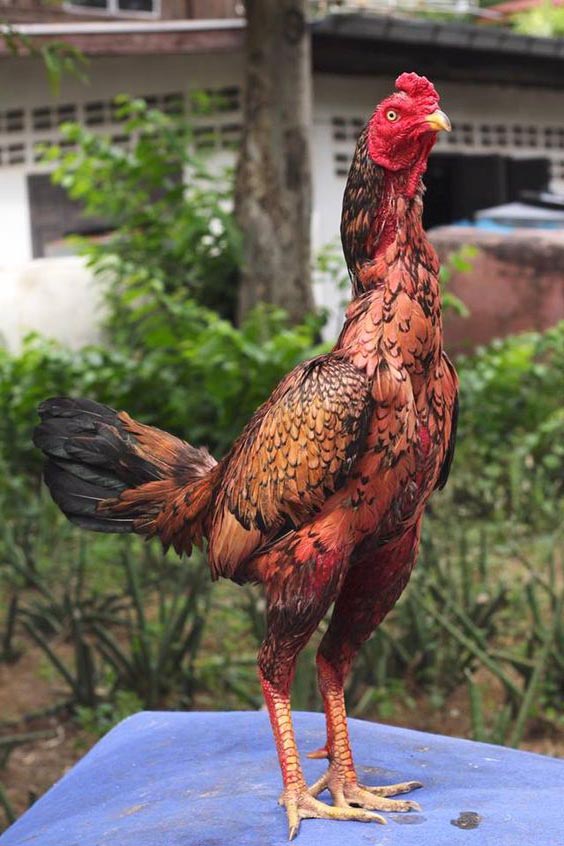 Gà chọi Thái: Đặc điểm của các giống chọi tốt nhất thế giới