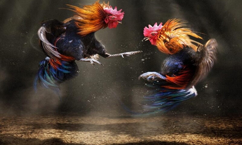 Gà Chạy Kiệu - Kiểu Đá Khiến Nhiều Gà Trống Nghẹn ngào - Thế Giới Chọi Gà