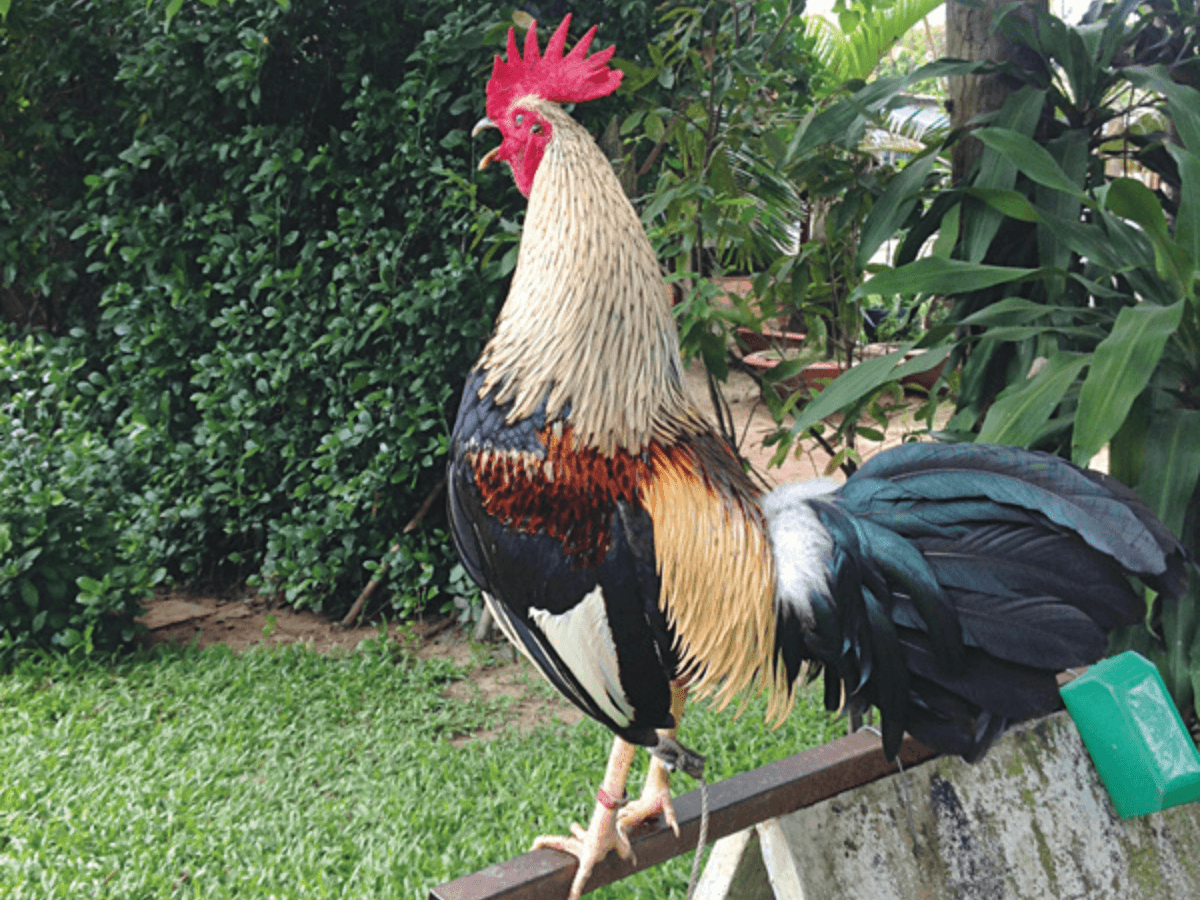 Kỹ Thuật Nuôi Gà Bantam Đánh Nhanh, Mạnh Mẽ Và Đánh Tốt - CasinoMCW