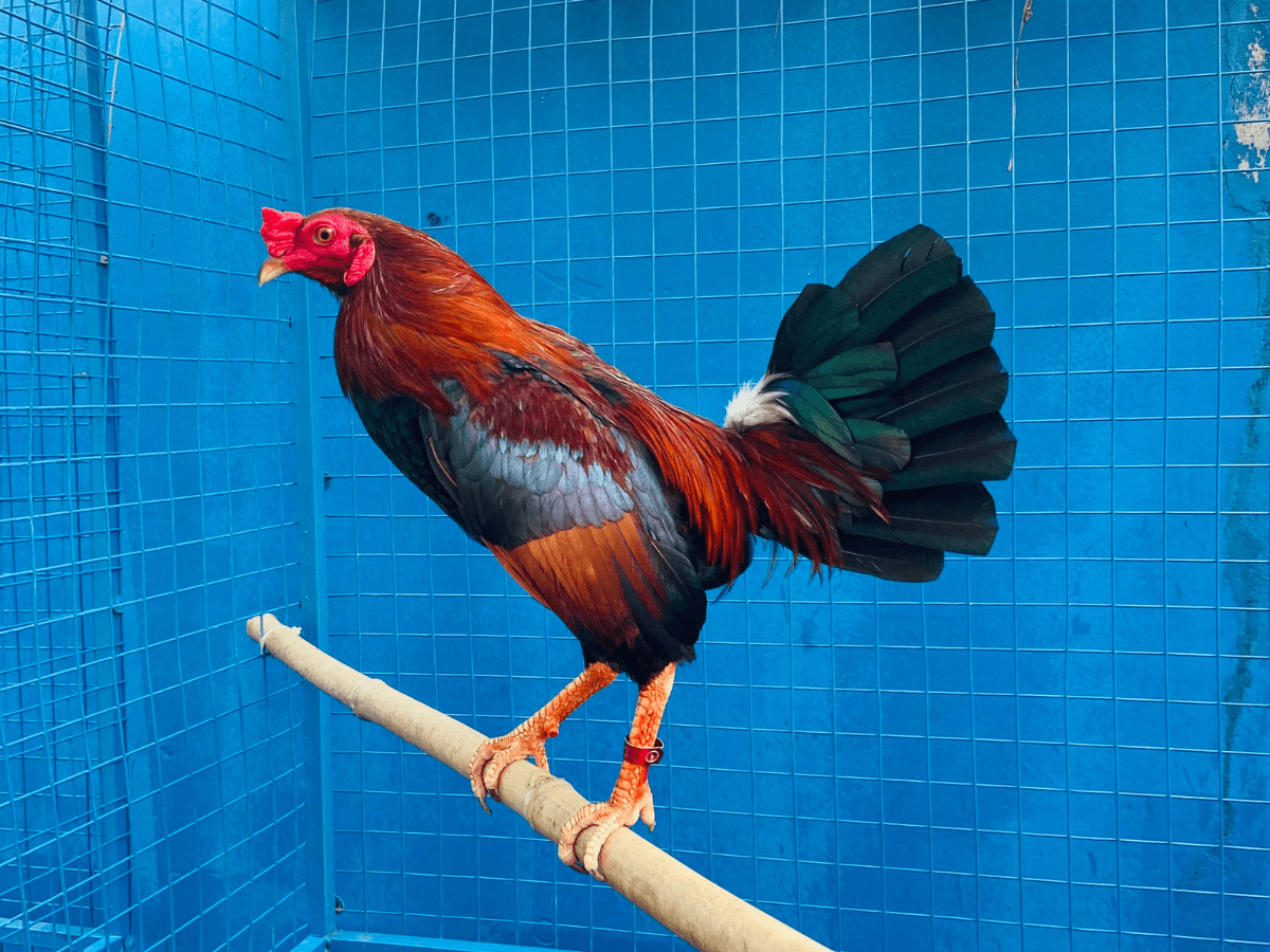 Kỹ Thuật Nuôi Gà Bantam Đánh Nhanh, Mạnh Mẽ Và Đánh Tốt - CasinoMCW