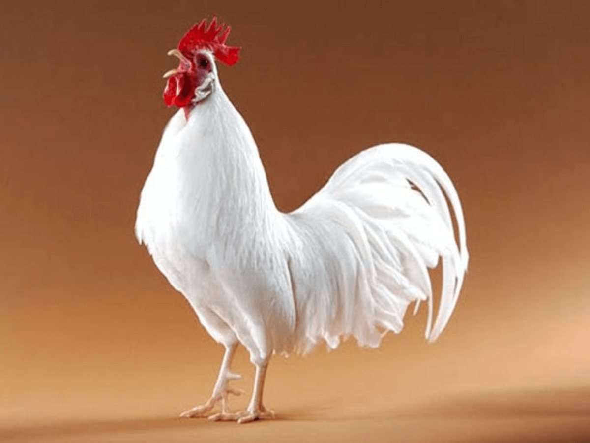 Kỹ Thuật Nuôi Gà Bantam Đánh Nhanh, Mạnh Mẽ Và Đánh Tốt - CasinoMCW