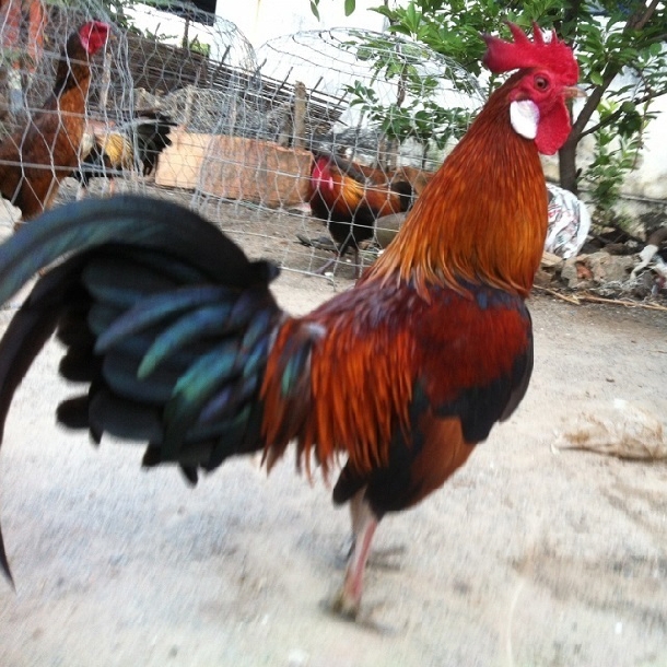 Hướng Dẫn Nhân Trận Chiến Lùn Có Thể Bạn Chưa Biết - Trang Trại Chăn Nuôi Thu Hà