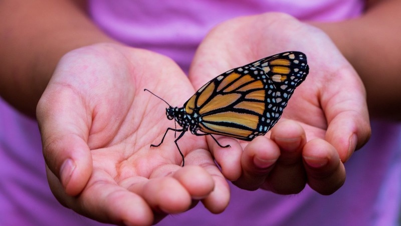 Nằm mơ thấy bướm có ý nghĩa gì? Bạn nên đặt cược vào số xổ số nào? - Marshall.Com