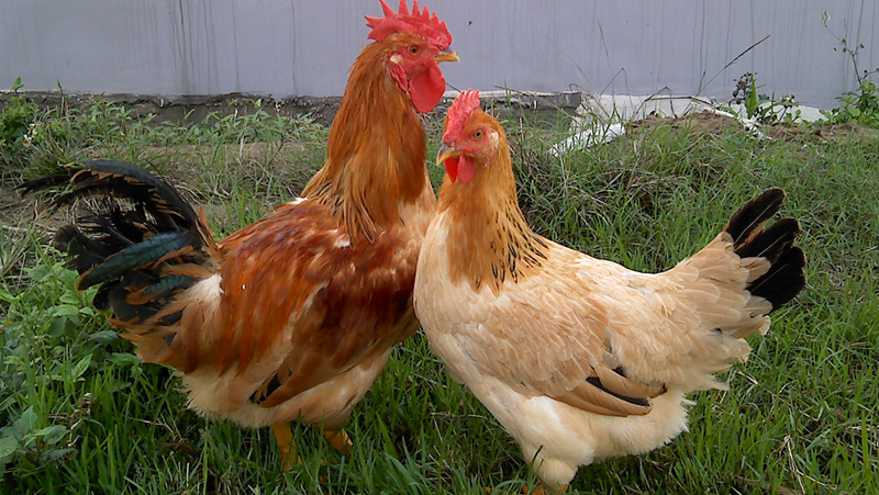 Ăn thịt gà mái hay gà trống thì ngon và tốt cho sức khỏe hơn: Câu trả lời nằm ở một điểm