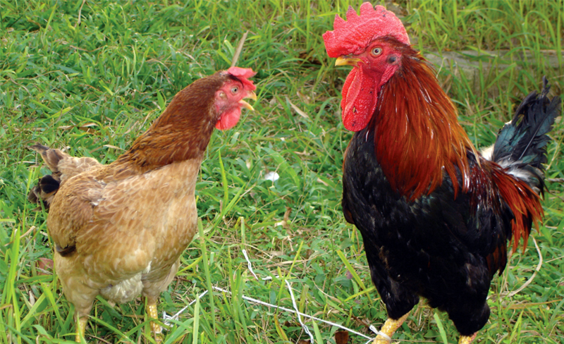 5 giống gà “đặc sản