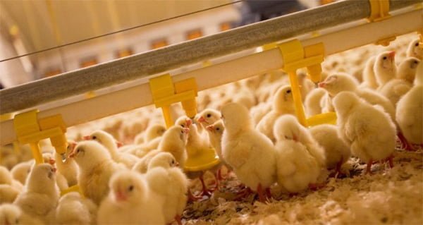 Cách trộn thức ăn cho gà con 1 tháng tuổi lớn nhanh tỷ lệ sống cao - Công Ty Bình Quân