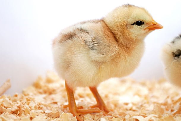 Cách trộn thức ăn cho gà con 1 tháng tuổi lớn nhanh tỷ lệ sống cao - Công Ty Bình Quân