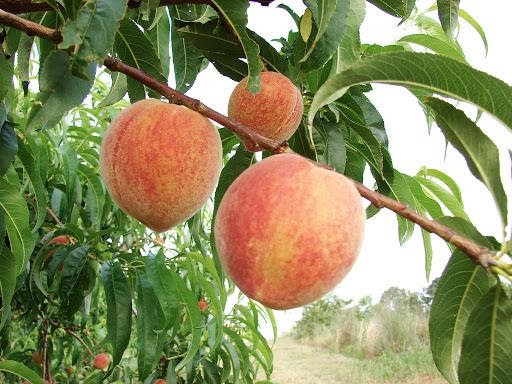 Nằm mơ thấy hái quả trên cây: điềm báo bí ẩn trong giấc mơ
