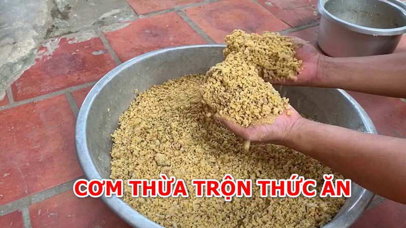 Làm thế nào để cho gà ăn cơm thừa hiệu quả?