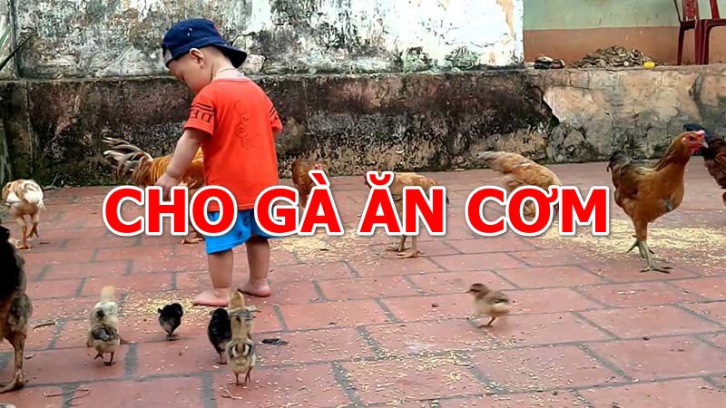 Làm thế nào để cho gà ăn cơm thừa hiệu quả?