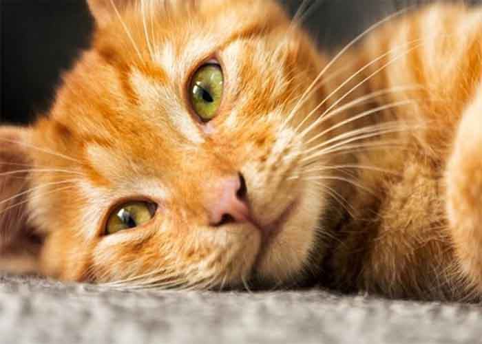 Cách chọn chuông thay vì meo meo Giải mã ý nghĩa giấc mơ thấy mèo vàng đánh con gì dễ trúng? - Tobet88