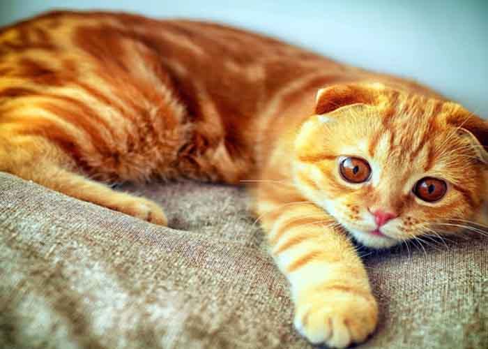 Giấc mơ của tôi đột nhiên bắt đầu kêu meo meo Giải mã ý nghĩa giấc mơ thấy mèo vàng đánh con gì dễ trúng? - Tobet88