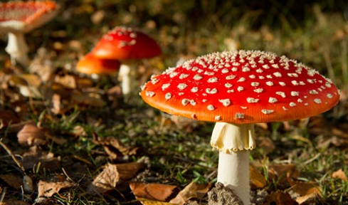 Nằm mơ thấy nấm có ý nghĩa gì? Tôi nên đặt cược vào con số nào?