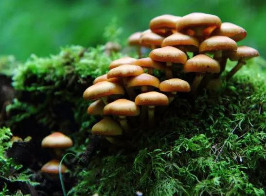 Nằm mơ thấy nấm có ý nghĩa gì? Tôi nên đặt cược vào con số nào?