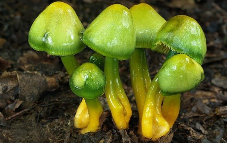 Nằm mơ thấy nấm có ý nghĩa gì? Tôi nên đặt cược vào con số nào?