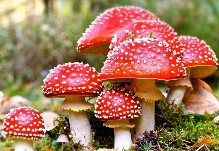 Nằm mơ thấy nấm có ý nghĩa gì? Tôi nên đặt cược vào con số nào?