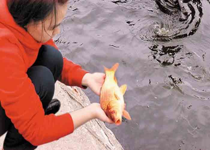 Cách thay đổi phòng khách của phòng khách Chiêm bao nằm mơ thấy phóng sinh dự báo điềm gì liên quan đến tương lai?