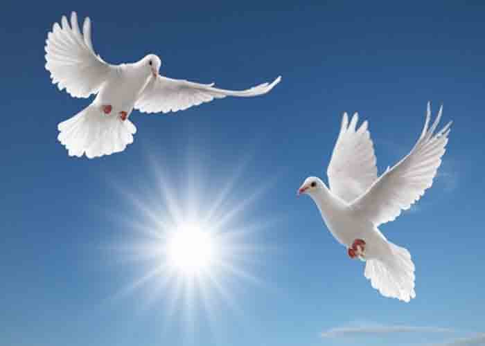 Chiêm bao thay thế phong cách sống Chiêm bao nằm mơ thấy phóng sinh dự báo điềm gì liên quan đến tương lai?