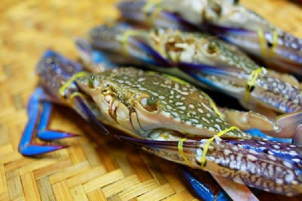 Con cua là số mấy? Nằm mơ thấy ăn cua chết là điềm lành hay xui xẻo-1 Con ghẹ số mấy? Nằm mơ thấy ăn ghẹ chết báo điềm hên hay xui