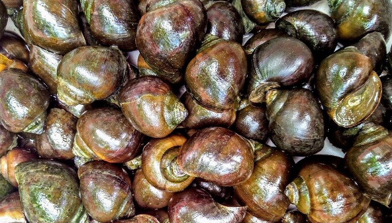 Mơ Thấy Con Ốc Có Ý Nghĩa Gì? Đặt Cược Con Mấy Dễ Trúng?