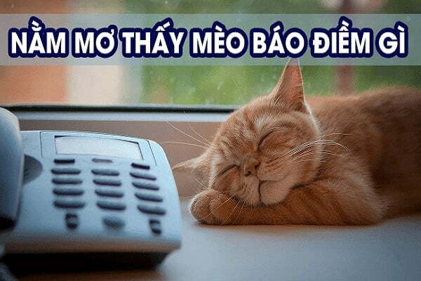 Con mèo là số mấy? Nằm mơ thấy mèo vào nhà có ý nghĩa gì?