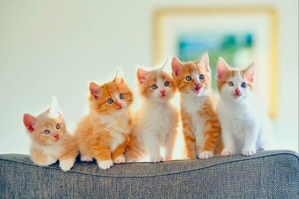 Con mèo là số mấy? Nằm mơ thấy mèo vào nhà có ý nghĩa gì?