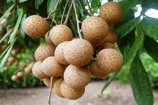 Nằm mơ thấy nhãn và hái nhãn có ý nghĩa gì? Chọn con số may mắn - 3 Mơ thấy quả nhãn, hái nhãn báo điềm gì? Chọn đề số nào phát lộc