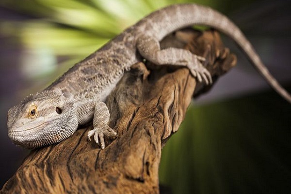 Con tắc kè là số mấy? Nằm mơ thấy tắc kè là điềm báo may mắn hay xui xẻo-1 Tắc kè là số mấy? Nằm mơ thấy tắc kè hên hay xui - NgayAm.com