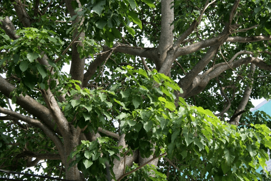 Bài thuốc từ cây sung | Báo Dân tộc và Phát triển