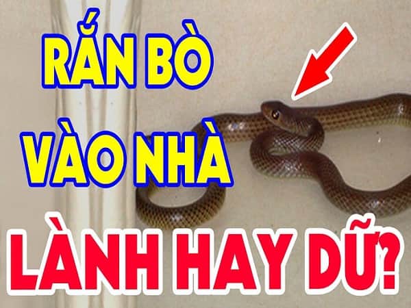 Rắn bò vào nhà là có điềm báo tâm linh: Gia chủ nên chuẩn bị