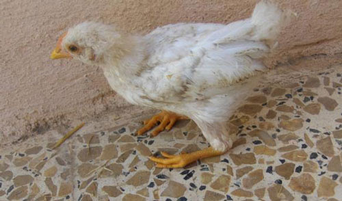 Bệnh Marek, | Y học Thái Dương, SVT Thái Dương.,JSC