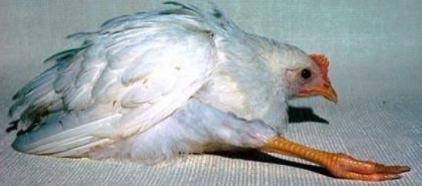 Bệnh Marek có làm gà sợ không? - Thuốc thú y và đánh cá Mebipha