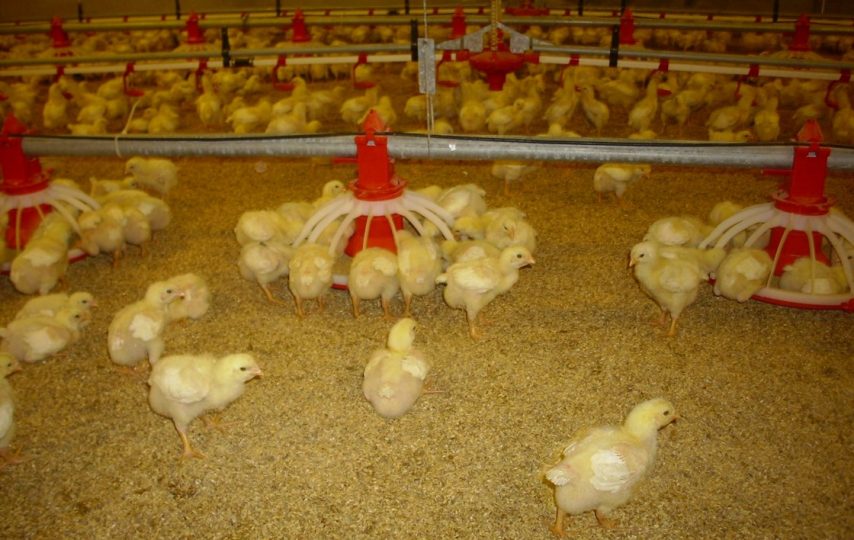 Nuôi gà con thả vườn kiếm tiền triệu dễ như không!