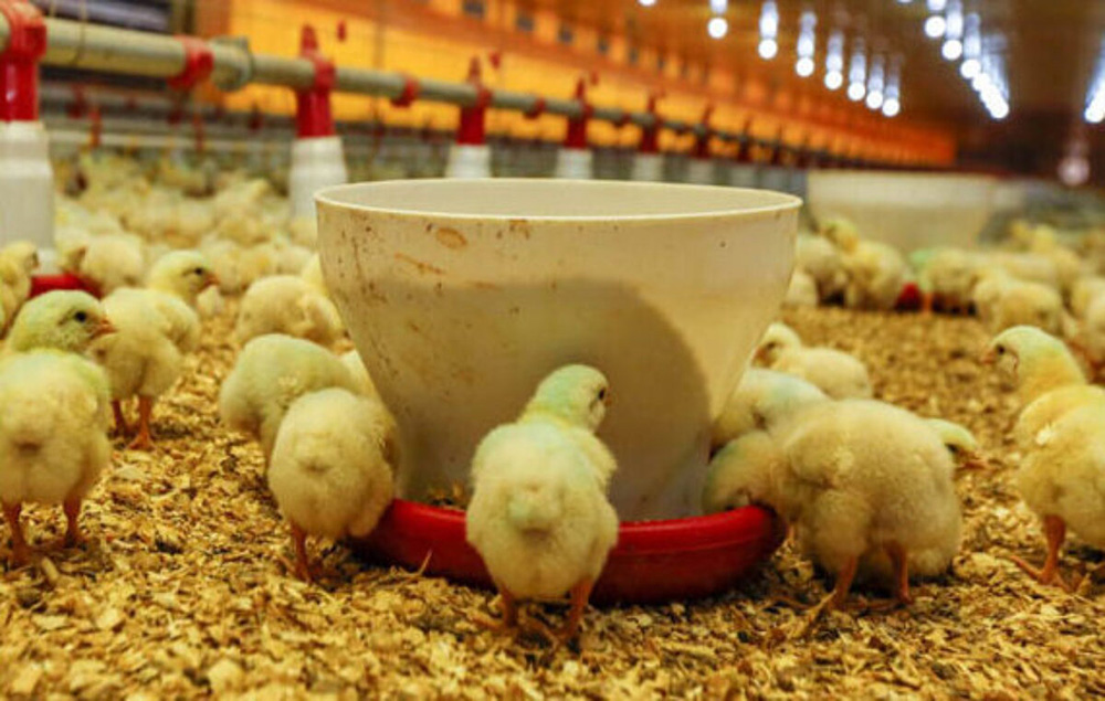 Hướng dẫn chi tiết cách chăn nuôi gà con từ A đến Z