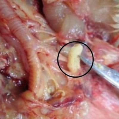 Bệnh ORT ở gà - Nguyên nhân và cách điều trị 9 Bệnh ORT trên gà - Nguyên nhân và cách điều trị