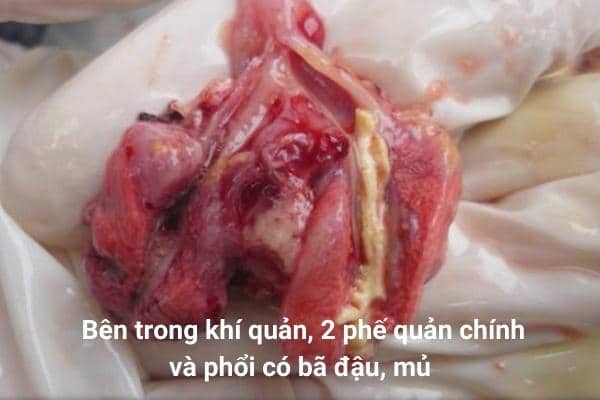Bệnh ORT ở gà - Nguyên nhân và cách điều trị 11 Bệnh ORT trên gà - Nguyên nhân và cách điều trị
